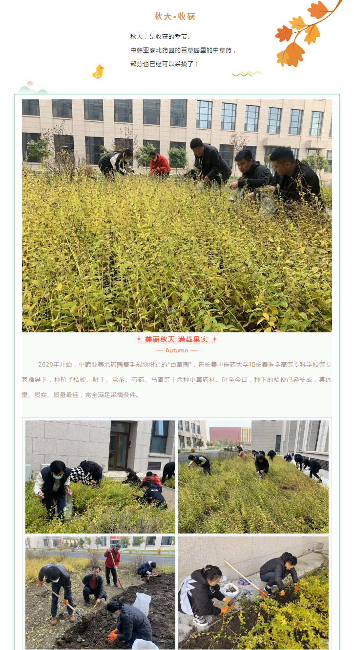 【园区活动】中韩亚泰北药园_秋日采摘 收获桔梗 一起来行动！ (1).png