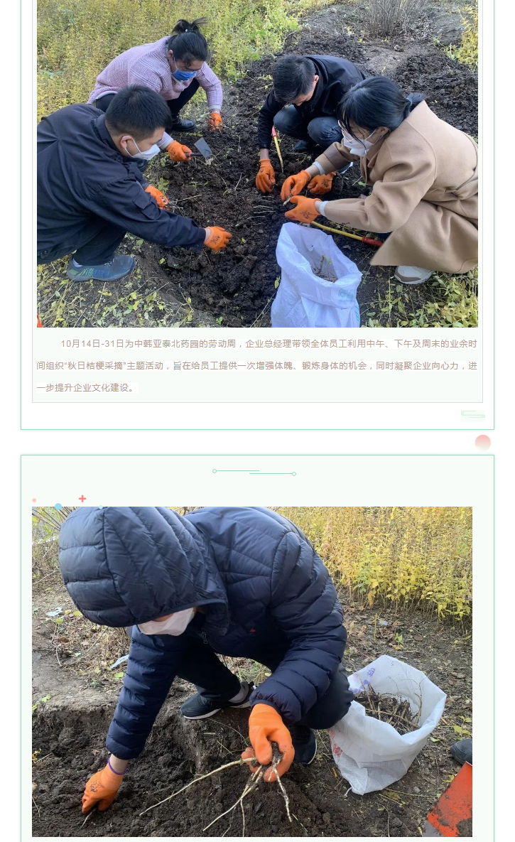 【园区活动】中韩亚泰北药园_秋日采摘 收获桔梗 一起来行动！ (2).png
