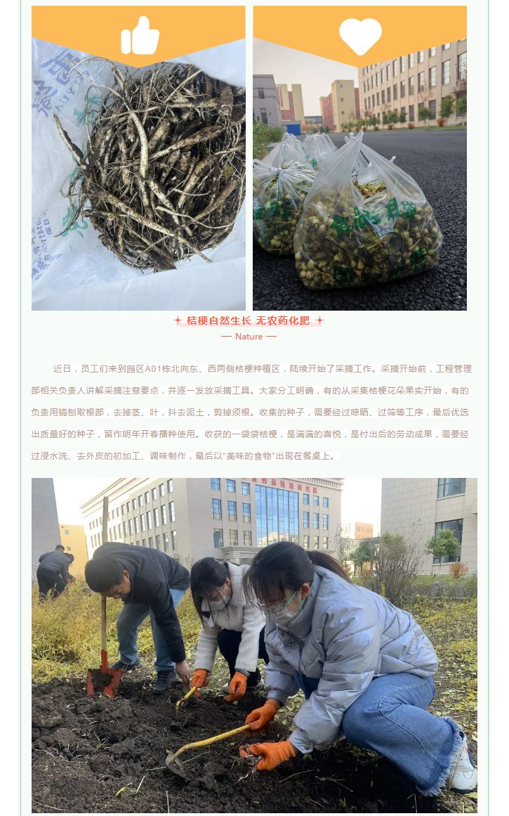 【园区活动】中韩亚泰北药园_秋日采摘 收获桔梗 一起来行动！ (3).png