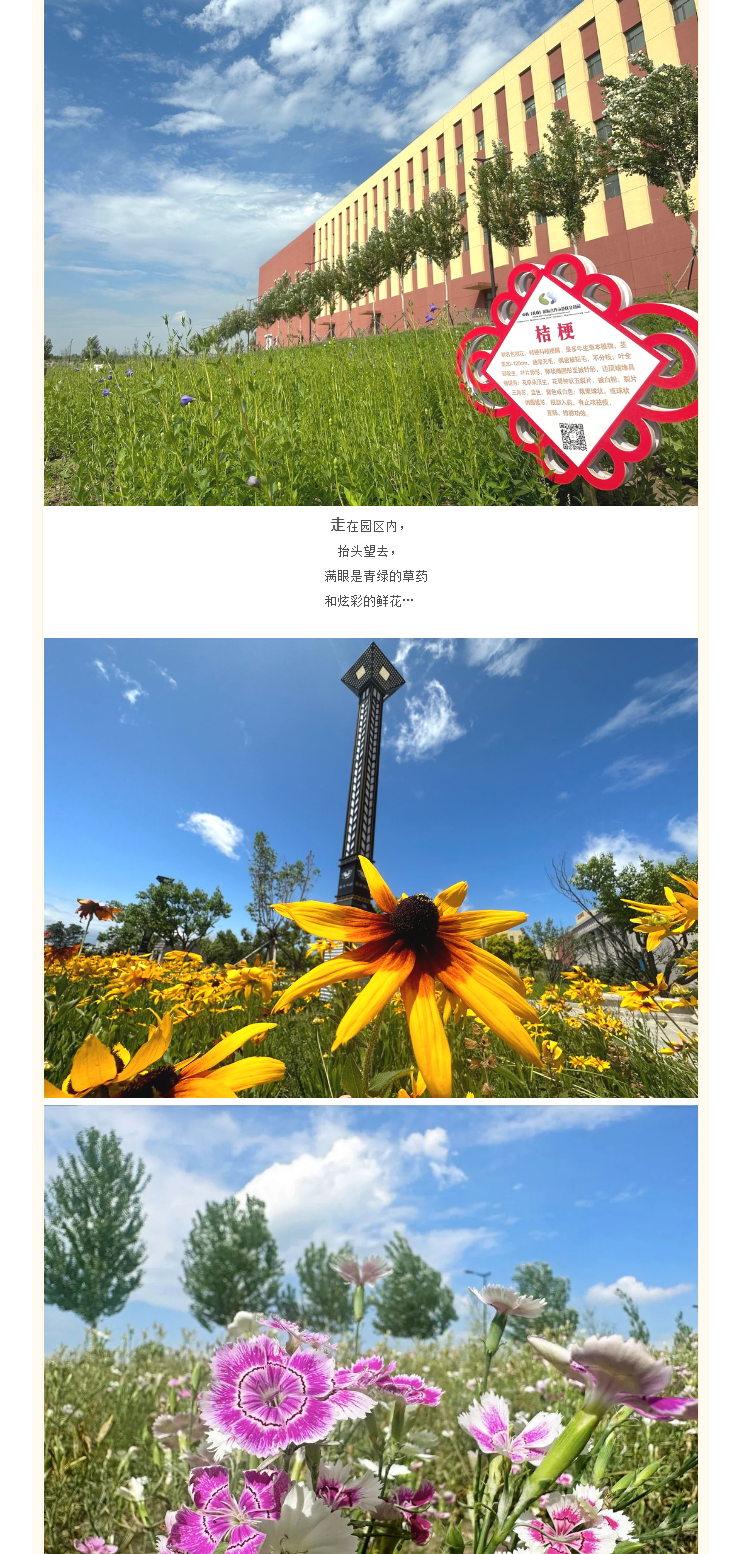 【园区风景】中韩北药园与您共赏盛夏美景_ (2).png