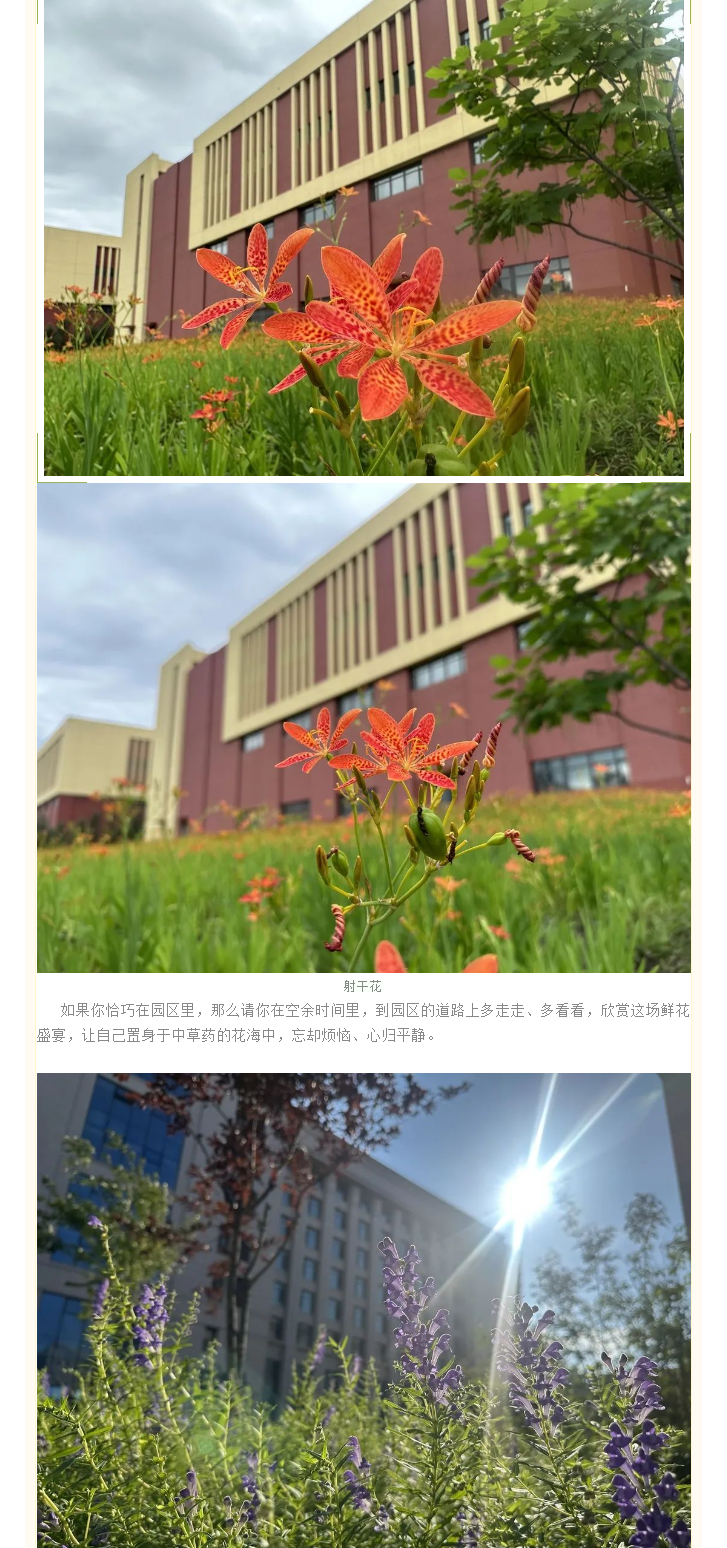 【园区物业】中韩北药园_百草园花开正盛 邀您共赏！ (2).png