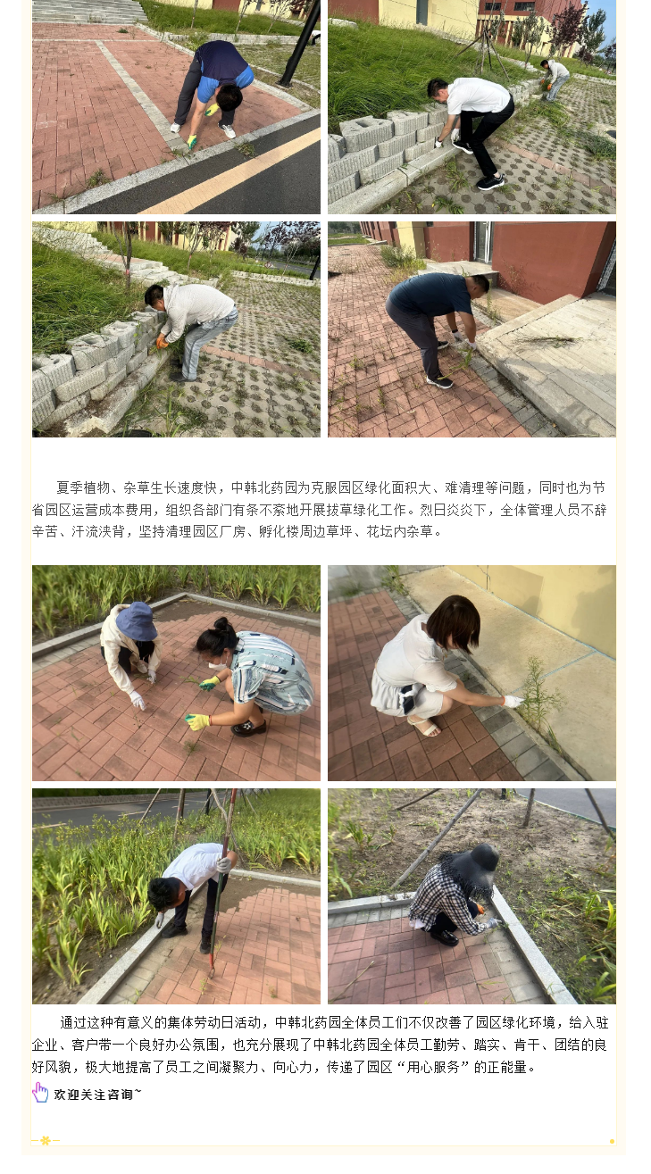 【园区物业】凝心聚力_ 中韩北药园开展“绿化拔草”集体劳动日活动 (4).png
